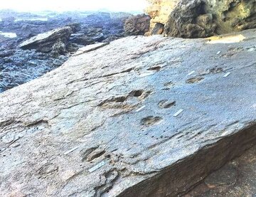 new-discovery-fossilis-1.jpg