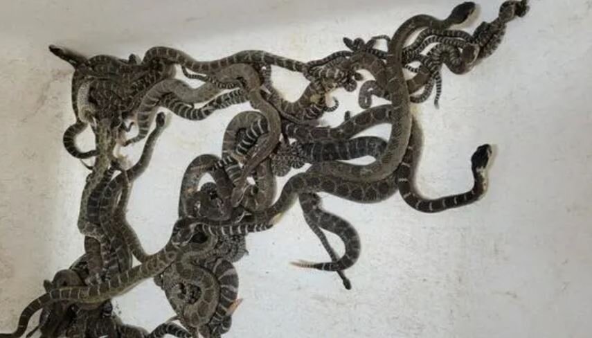 هجوم ۹۲ مار زنگی خطرناک به یک خانه! / عکس