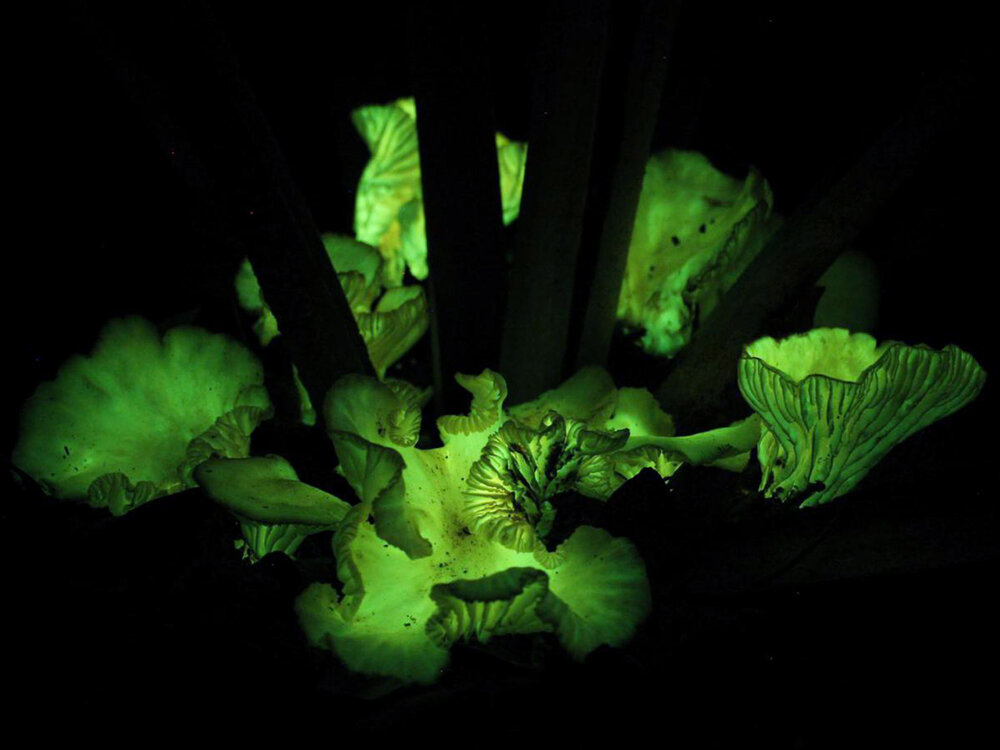 قارچ‌های عجیبی که در تاریکی می‌درخشند/ عکس