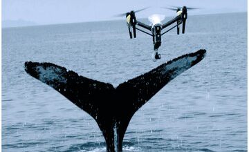 رابطه تماشایی پهپاد با نهنگ‌های خجالتی/ عکس