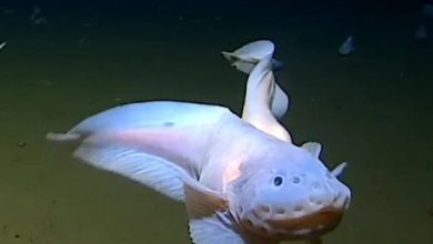 رکوردشکنی یک ماهی شگفت‌انگیز در مقابل دوربین در عمق باورنکردنی ۸ کیلومتری دریا!/ عکس