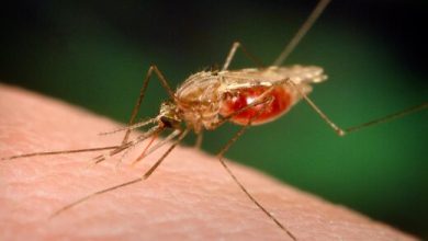 زنگ خطر ابتلا به مالاریا به صدا درآمد/ شناسایی ۴۷ بیمار در این استان