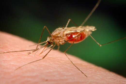 زنگ خطر ابتلا به مالاریا به صدا درآمد/ شناسایی ۴۷ بیمار در این استان