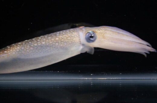 شباهت عجیب ماهی مرکب با این قسمت از بدن انسان