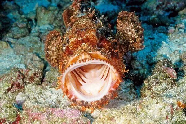 عکس | پای خود را به هیچ‌وجه بر روی این جانوران عجیب دریایی نگذارید!