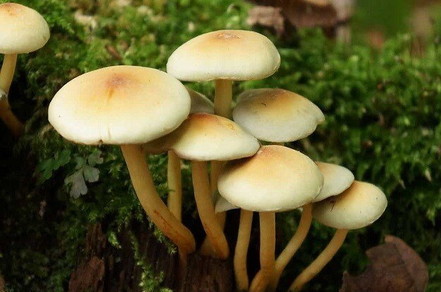 مسمومیت کشنده با خوردن این نوع از قارچ‌ها