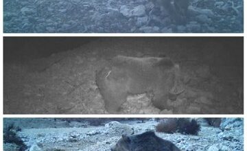 مشاهده یک قلاده خرس ماده و  دو توله در بخش پاپی خرم‌آباد