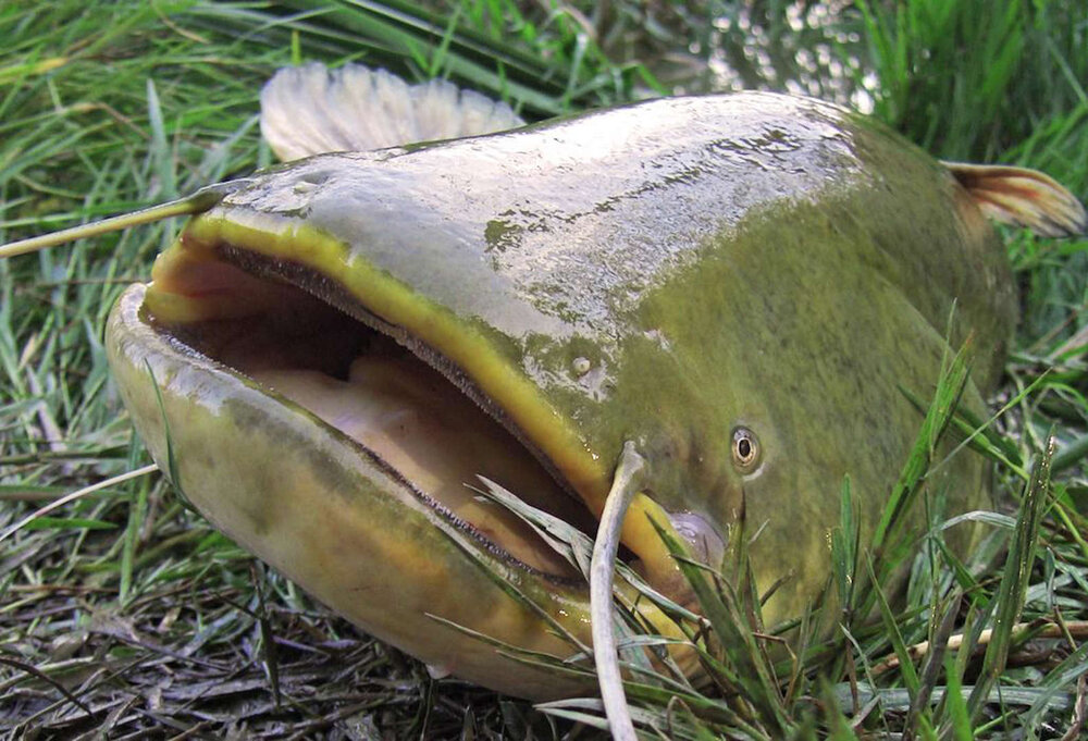 ماهی‌ غول‌پیکر استخر خنک‌کننده چرنوبیل/ هیولای رادیواکتیو با جانوری طبیعی؟