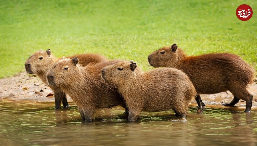 (تصاویر) چرا این ۵ حیوان در «تیک‌تاک» پربازدید شده‌اند؟