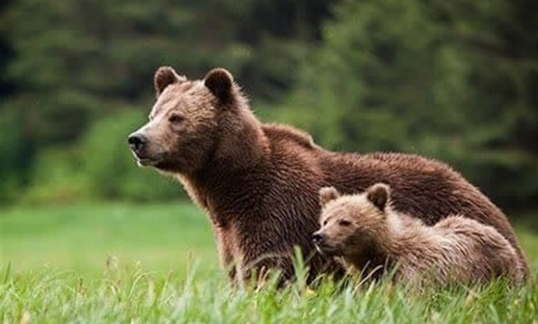 اقدام ناآگاهانه و خطرناک کوهنوردان در “غذارسانی به توله خرس‌ها” با نان خشک! + فیلم