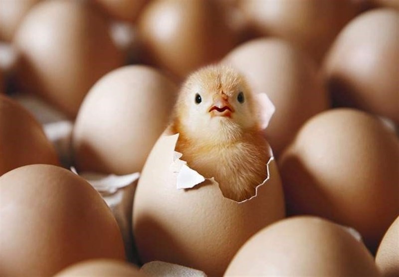 جهاد کشاورزی مازندران: جوجهریزی در تیرماه روزانه ۱۰ درصد افزایش یافت