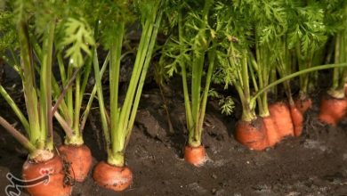 خواص هویج/ فواید هویج برای جلوگیری از بیماری‌های قلبی و تقویت سلامت کبد