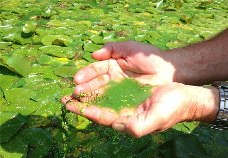 درمان بیماری دیابت و کبد چرب با “جلبکها”