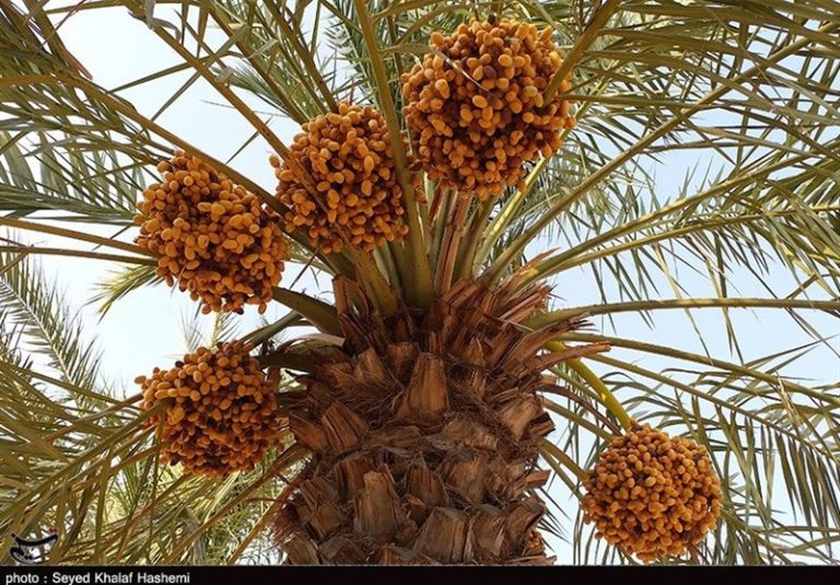 ربات برداشت “خرما” طراحی و ساخته شد