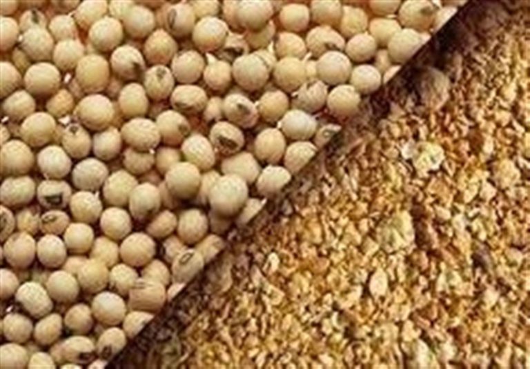 رشد ۲۴درصدی تولید جوجه یکروزه در کشور از ابتدای امسال