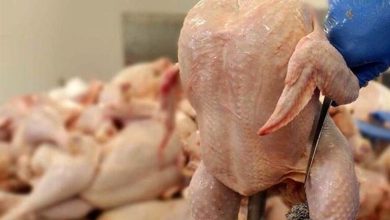 سرنوشت ۲۴۰ تن مرغ‌ منجمد وارداتی از ترکیه چه شد؟