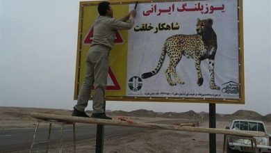کاهش مشروط سرعت خودروهای عبوری در “جاده انقراض یوزپلنگ ایرانی”