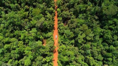 کاهش ۳۳ درصدی جنگل‌زدایی در” آمازون”