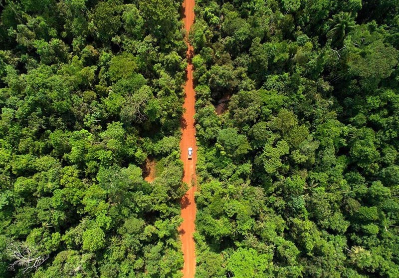 کاهش ۳۳ درصدی جنگلزدایی در” آمازون”