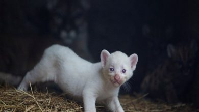 تولد “شیر کوهی زال” در یک باغ وحش! + تصاویر