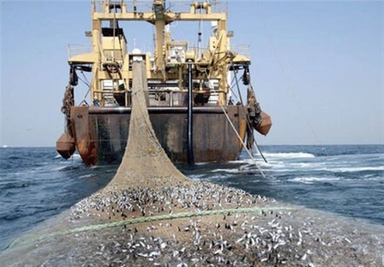مطرح شدن مجدد “صید ترال” برخلاف دستور صریح رئیس جمهور/ سازمان شیلات عقبنشینی کند