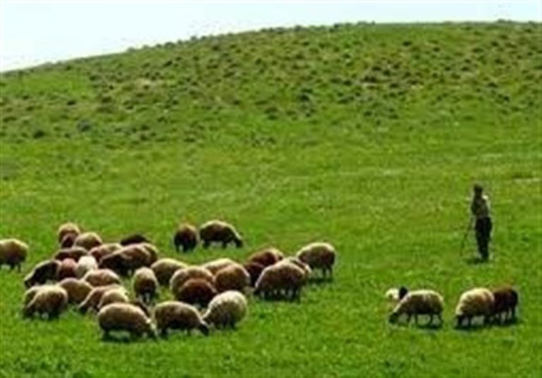 ممانعت از ورود ۵۰۰۰ رأس دام غیرمجاز به منطقه حفاظت شده البرز مرکزی
