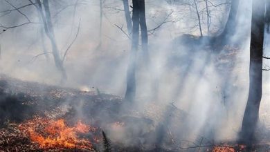مهار کامل آتش‌سوزی در ارتفاعات جنگلی گالیکش/ ۳ هکتار در آتش سوخت + تصویر