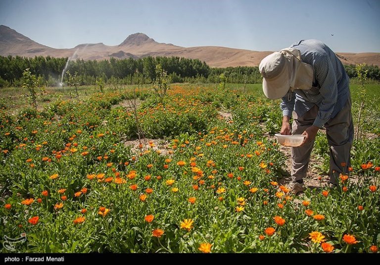 وجود بیش از ۲۳۰۰ گیاه دارویی در کشور/ برای گونههای در خطر انقراض مجوز برداشت صادر نمیشود