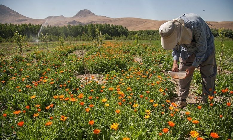 وجود بیش از ۲۳۰۰ گیاه دارویی در کشور/ برای گونه‌های در خطر انقراض مجوز برداشت صادر نمی‌شود