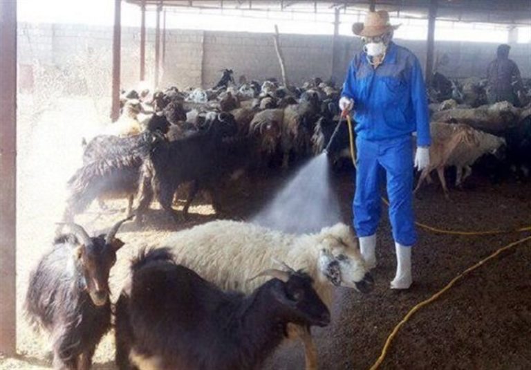 ۶۰ نفر به تب کریمه کنگو مبتلا شدند/ مردم توصیههای بهداشتی را جدی بگیرند