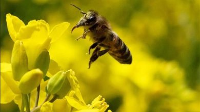 از دست دادن لیگ اروپا پس از بلعیدن زنبور
