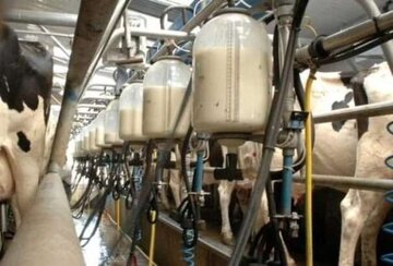 بیش از ۳۵۸هزار تن شیر در واحدهای دامی قزوین تولید شد