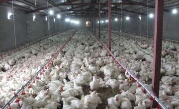 تولید ۳۴هزار تن مرغ در مرغدارهای قزوین