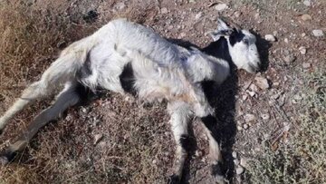 حمله پلنگ به گله گوسفندان روستای بیورچ بشاگرد