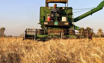 خریداری یک میلیون ۱۴۸ هزار تن گندم در کردستان/ مقام دوم تولید گندم در کشور