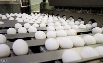  درخواست افزایش ۱۰ هزار تومانی قیمت تخم مرغ از دولت