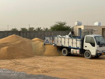 ذخیره بیش از ۱۷۰ هزارتن گندم در استان مازندران