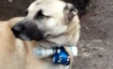 سگ انتحاری، سلاح عجیب ارمنستان علیه جمهوری آذربایجان / عکس