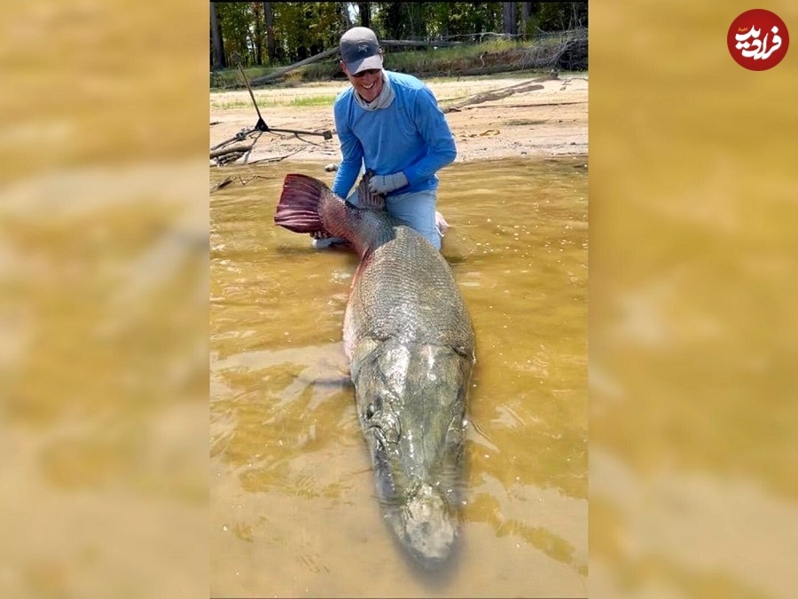 شکار یک «ماهی تمساحی» که میتواند دو رکورد جهانی را بشکند