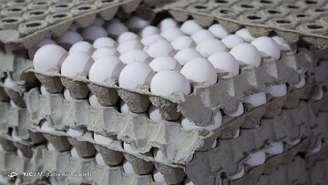  قیمت تخم مرغ در بازار ۴ هزار تومان افزایش یافت + جدول