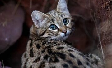 مرگبارترین گربه‌ جهان با قیافه‌ای شبیه گربه خانگی/ عکس