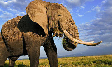 موجود غول‌پیکری که وزن آن ۲۱برابر یک فیل است!/ عکس