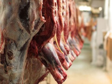 انعقاد قرارداد تأمین علوفه ۵٠ هزار راس دام در قالب طرح تولید قراردادی گوشت