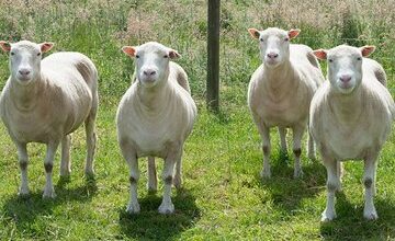 دالی، اولین گوسفند شبیه‌سازی‌شده جهان!/ عکس