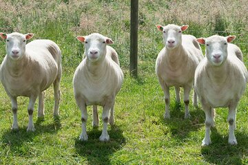 دالی، اولین گوسفند شبیه‌سازی‌شده جهان!/ عکس