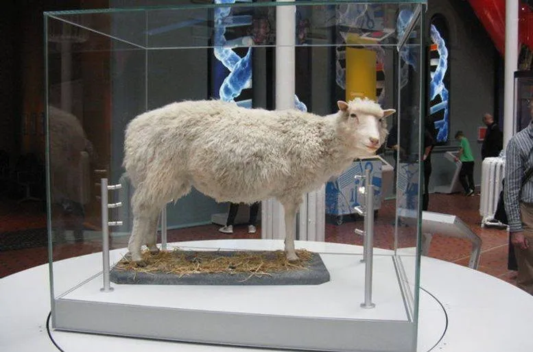 گوسفند دالی در موزه