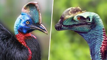 دایناسورها اجداد این پرندگان کوچک هستند!/ عکس