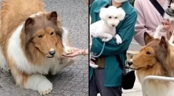 مرد ژاپنی که لباس سگ می‌پوشید، شاکی شده که چرا سگ‌ها با او بازی نمی‌کنند/ عکس