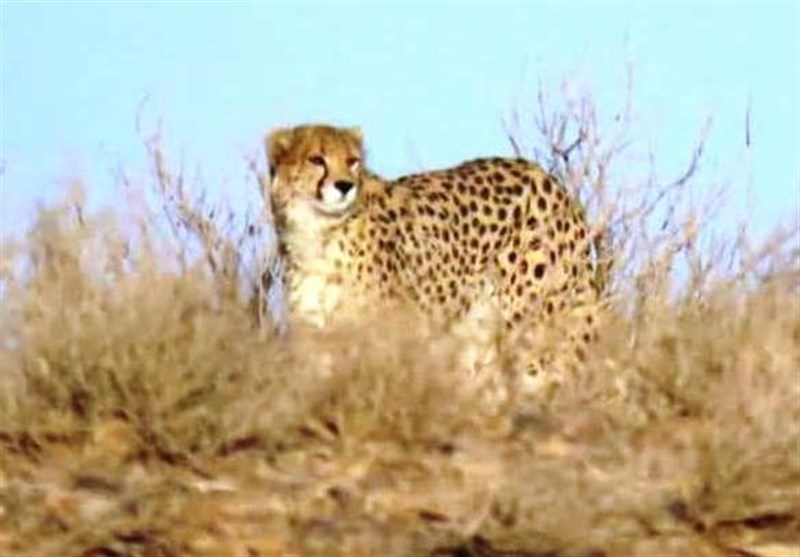 مشاهده ۵ قلاده یوزپلنگ در پارک ملی توران/ امیدواریها برای بقای یوز آسیایی قوت گرفت + فیلم