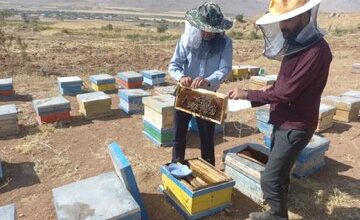 وجود ۵۹ هزار کلنی زنبور عسل درشهرستان کیار
